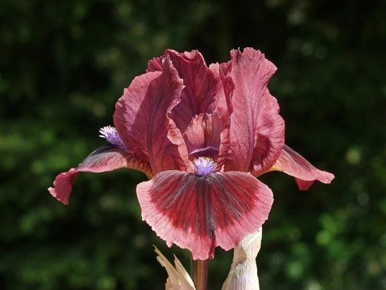 Tiny Tots Collection - Mix & Match Dwarf Iris