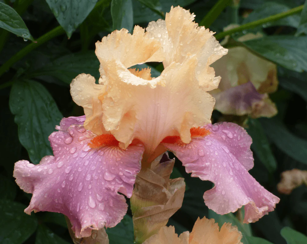 Frimousse Tall Bearded Iris