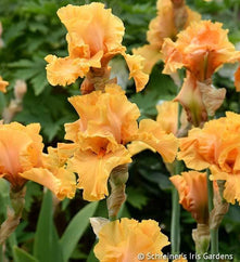 Mango Entree Tall Bearded Iris