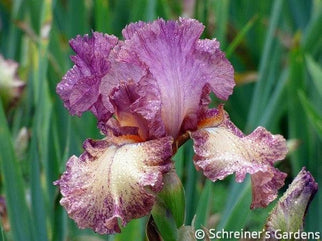 Rock Star Tall Bearded Iris