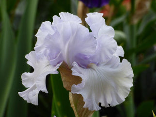 Silverado Tall Bearded Iris