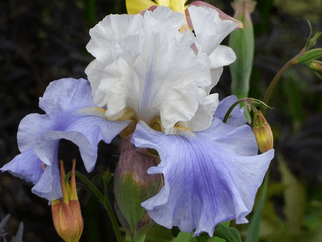 Stairway to Heaven Tall Bearded Iris