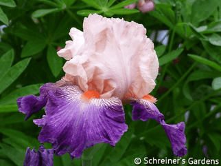 Damsel In A Dress Tall Bearded Iris