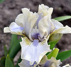 Tiny Tots Collection - Mix & Match Dwarf Iris