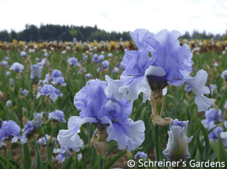 Catch Your Breath Tall Bearded Iris