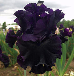 Black Lipstick Tall Bearded Iris