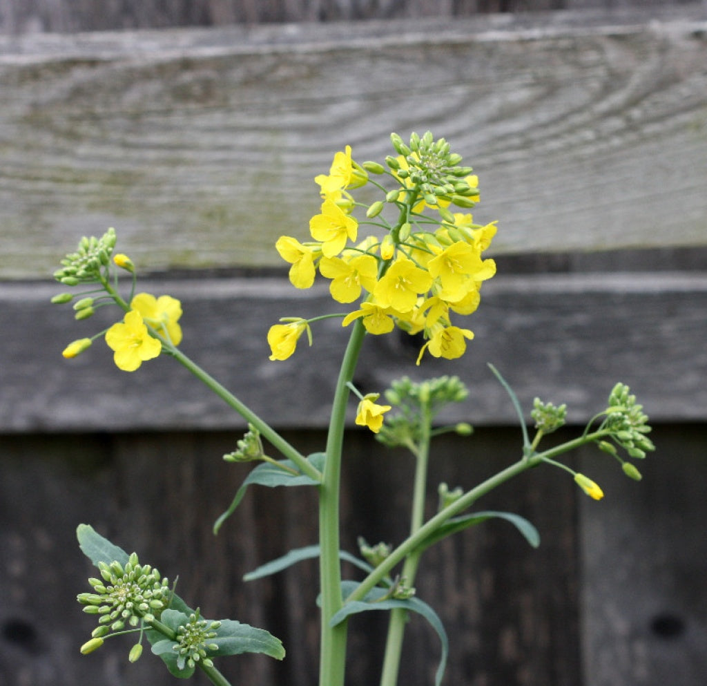 Rapeseed Brassica Napus Vegetable Seeds for Planting