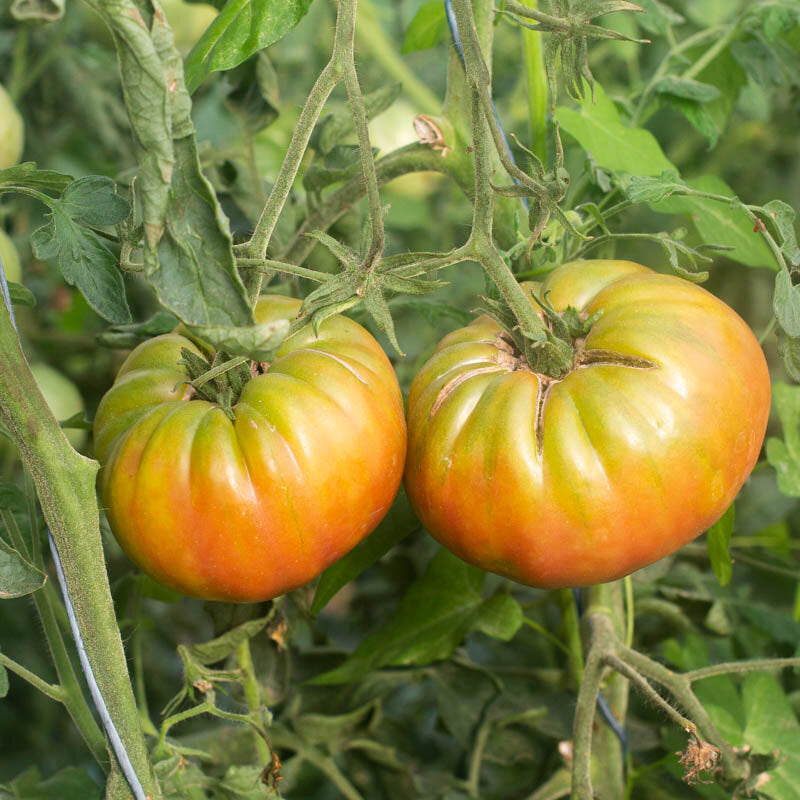 Black Pineapple Tomato Seeds – Heirloom, Non-GMO, High Germination Organic Garden Seeds