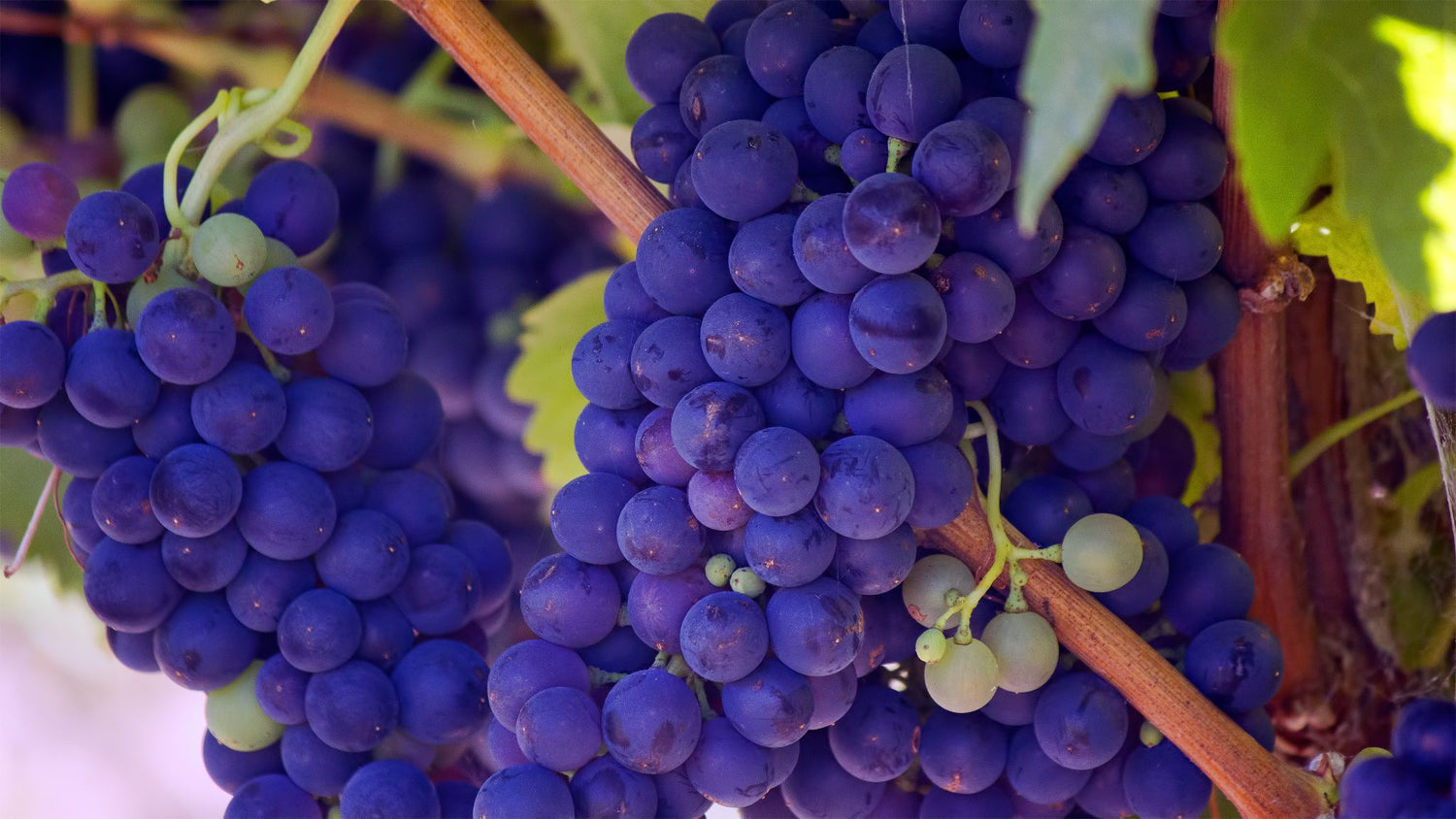 Uva Tosca Grape (Vitis vinifera) – Sweet, Crisp, and Juicy Table Grape