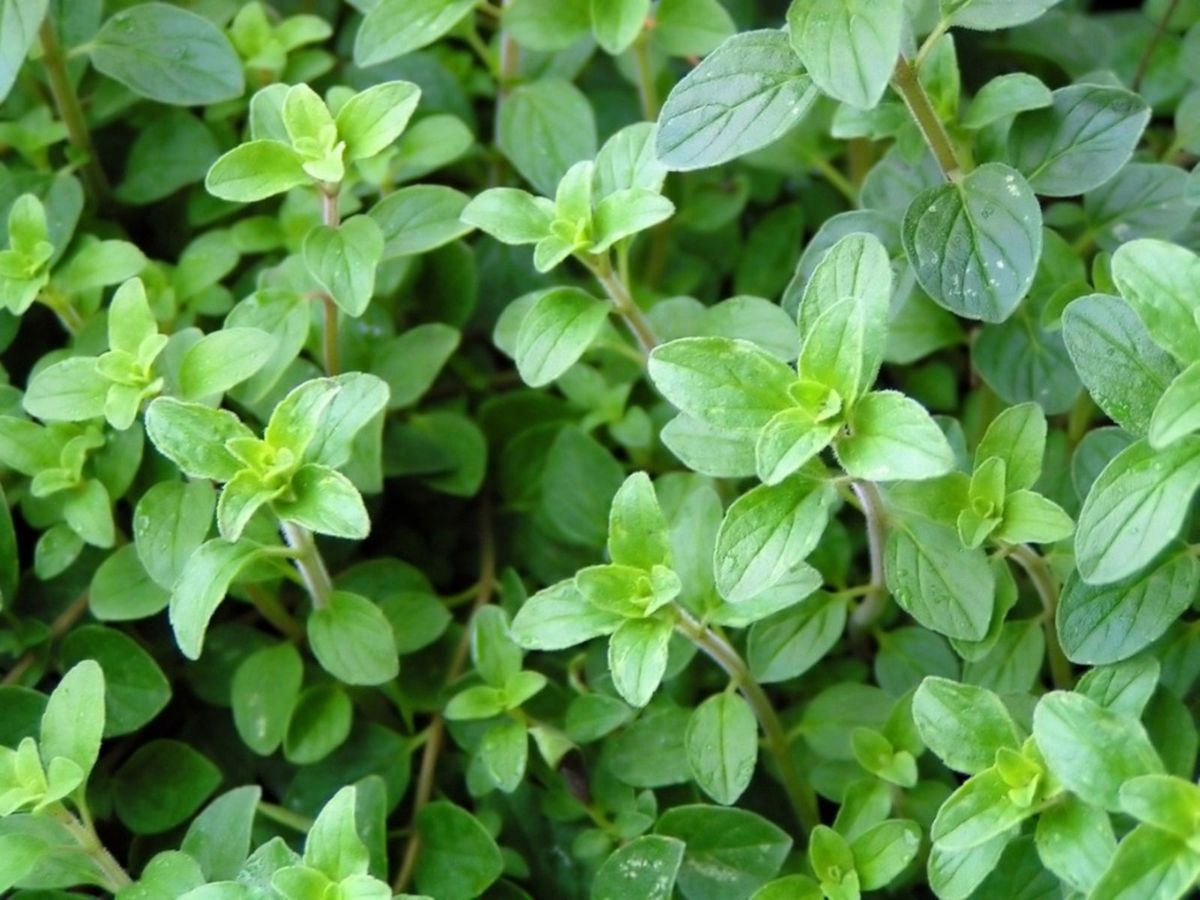 Oregano Seeds (Organic) - Greek