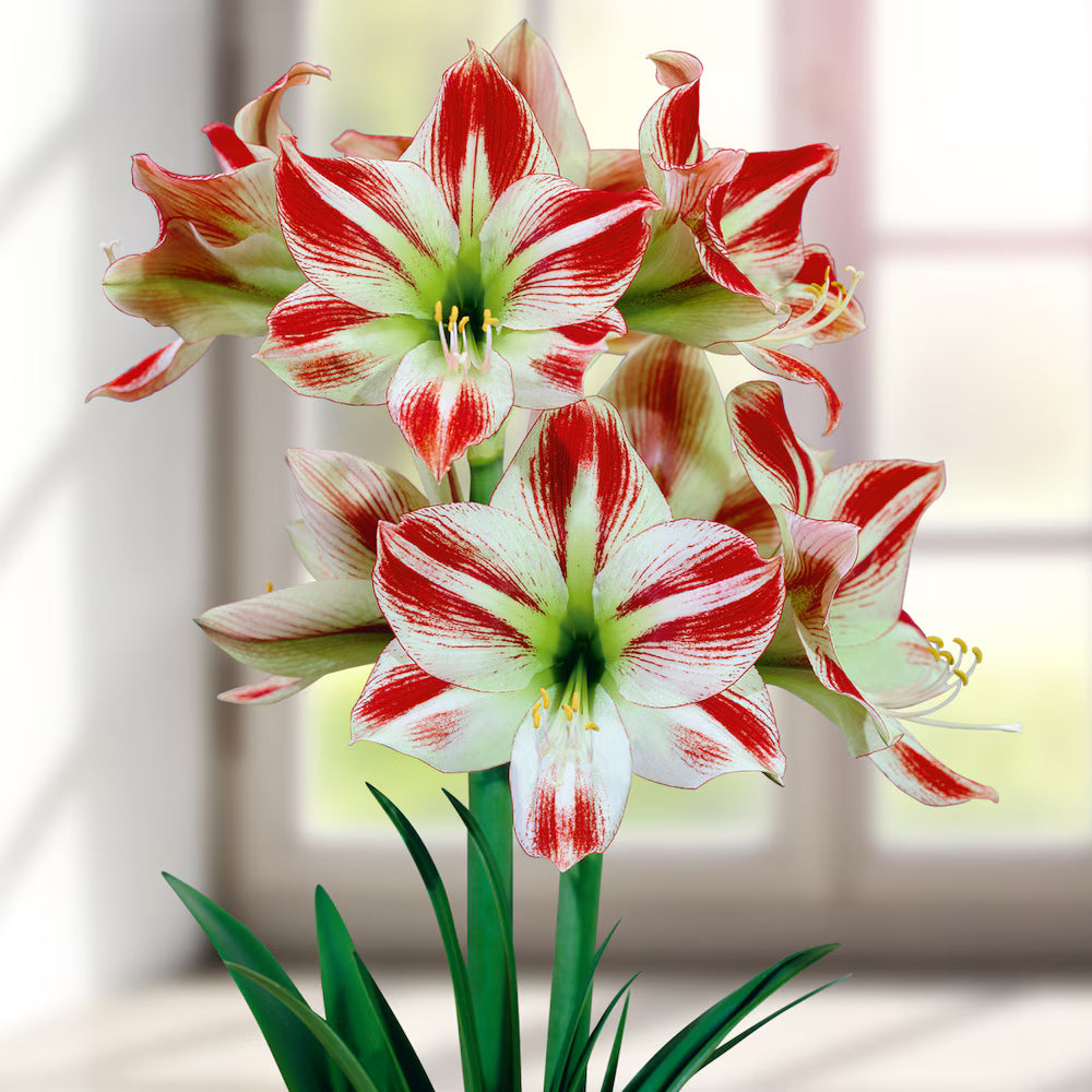 White Orange Amaryllis Flower Seeds – Heirloom Non-GMO Seeds for Vibrant Garden Planting