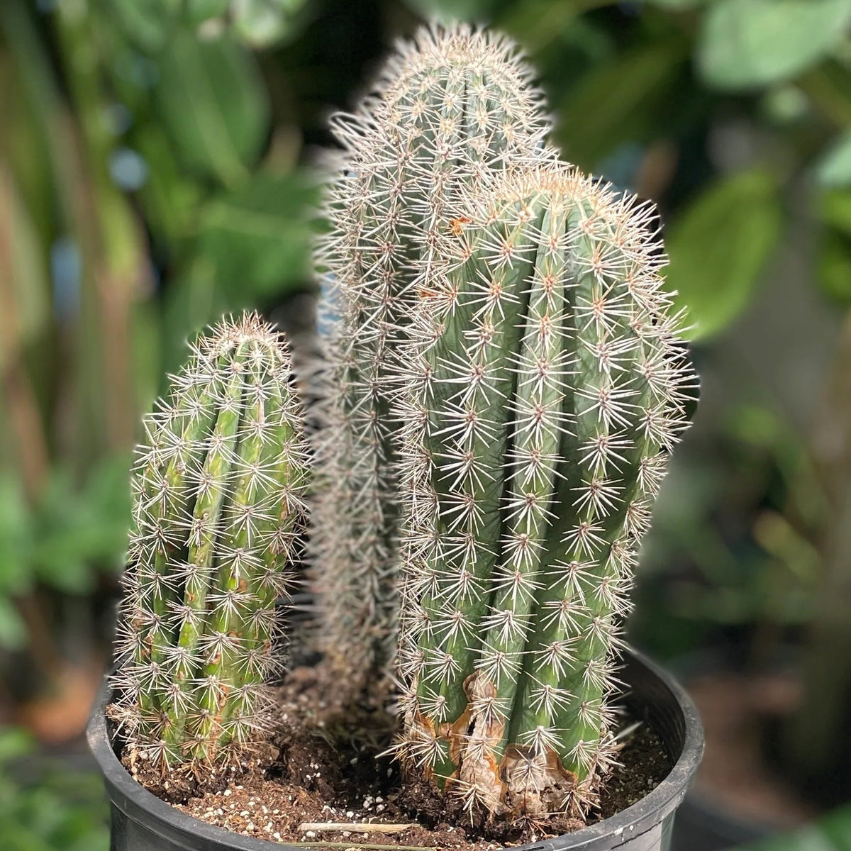 Pachycereus pringlei Elephant cactus seeds for indoor pot gardening
