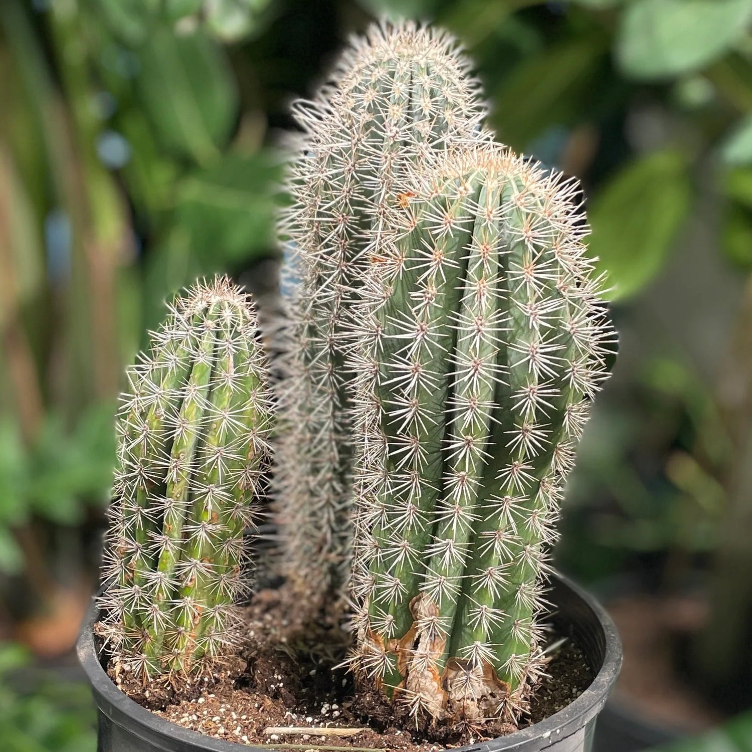 Pachycereus pringlei Elephant cactus seeds for indoor pot gardening