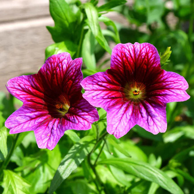 Painted Tongue Little Friends Mix Organic Seeds