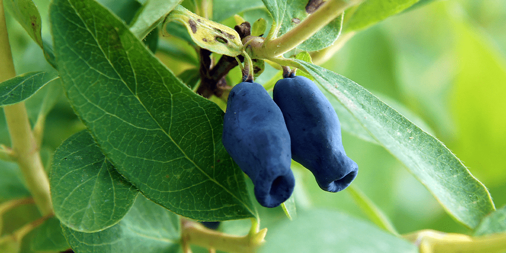 Haskap (Lonicera caerulea)