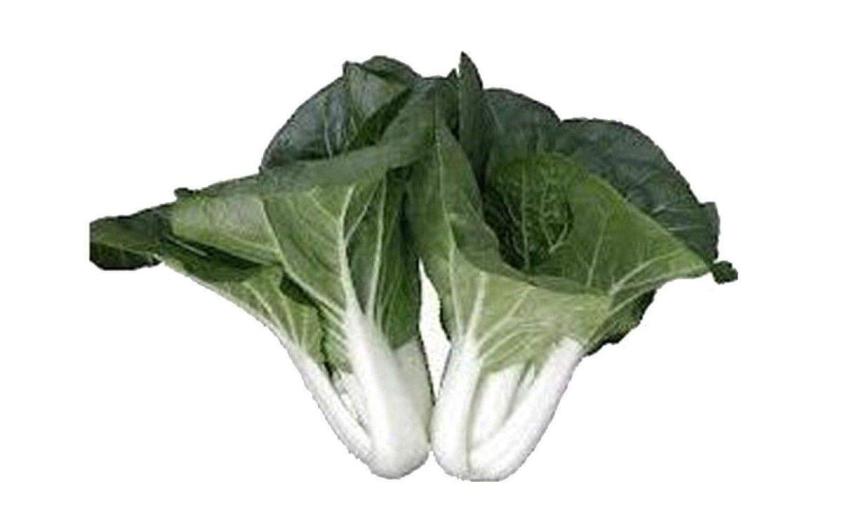 Pak choi vegetable Brassica rapa seeds for planting in kitchen garden or balcony grow trays - Dharaseeds