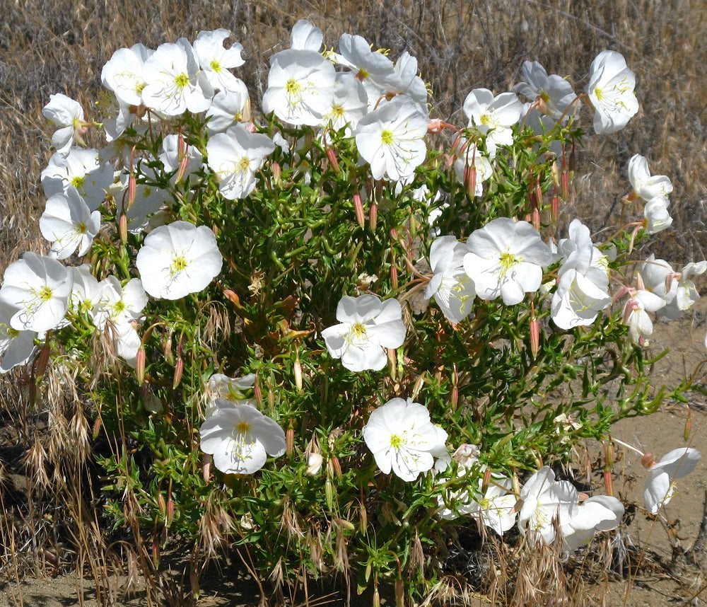 Pale Evening Primrose Seeds