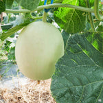 Pale green honeydew melon seeds for home garden growing