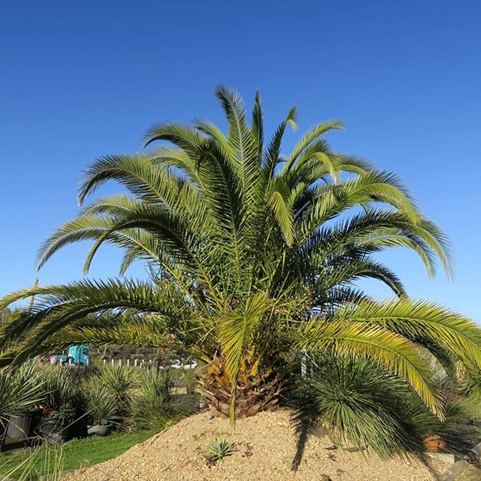Germination guide for planting Pineapple Palm seeds in warm climates
