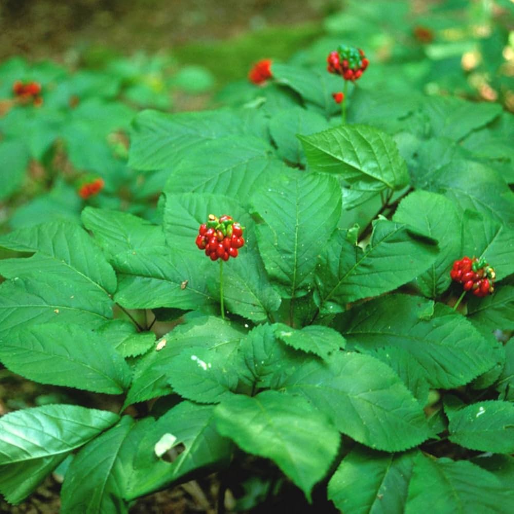 Panax Ginseng Leaves and Root Growth in Garden