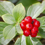 Panax Quinquefolius Ginseng Seeds – Premium Non-GMO Herb