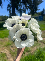 Anemone Flower Seeds for Planting, Heirloom, Non-GMO, 100 for planting in home garden