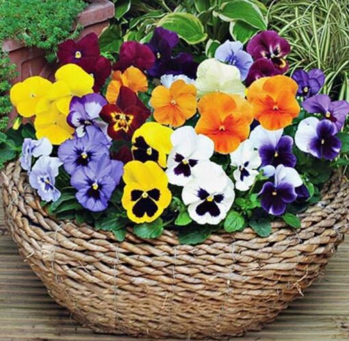 Pansy Swiss Giant Open Pollinated heirloom non-gmo organic garden seeds