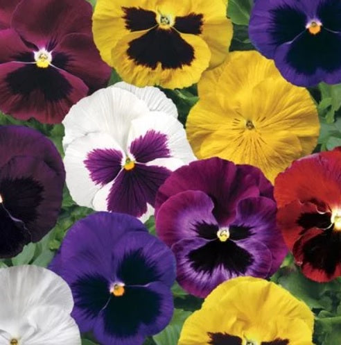 Pansy Colossus F1 Imported heirloom non-gmo organic garden seeds