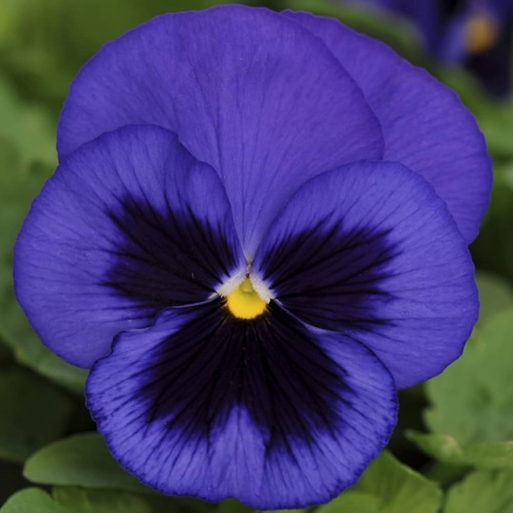 Pansy flower Inspire Blue Velvet seeds for long - lasting annual garden color - Dharaseeds