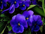 Pansy flower Inspire Blue Velvet seeds for long - lasting annual garden color - Dharaseeds