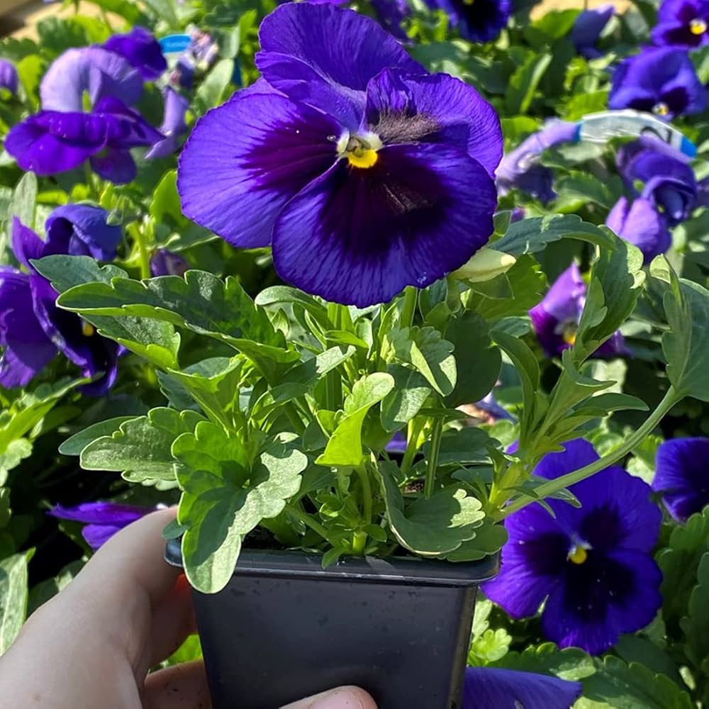 Pansy flower Inspire Blue Velvet seeds for long - lasting annual garden color - Dharaseeds