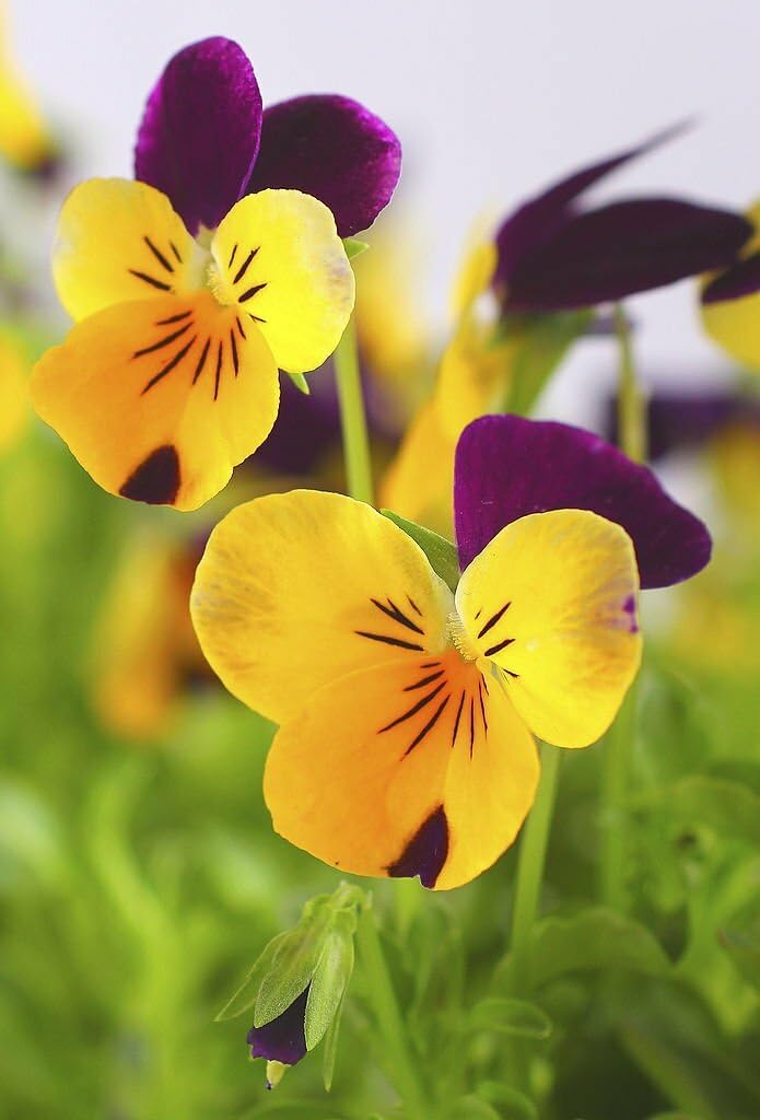 Pansy flower Viola tricolor trailing mixed seeds for planting in hanging baskets or balcony flower boxes - Dharaseeds