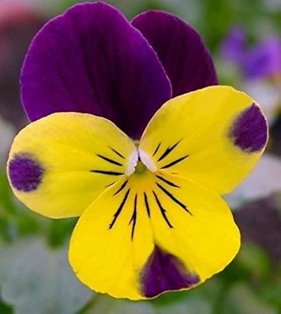 Pansy flower Viola tricolor trailing mixed seeds for planting in hanging baskets or balcony flower boxes - Dharaseeds