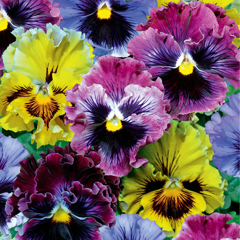 Frizzle Sizzle Pansy Flowering Seeds ,Yellow and Blue Swirl Blooms