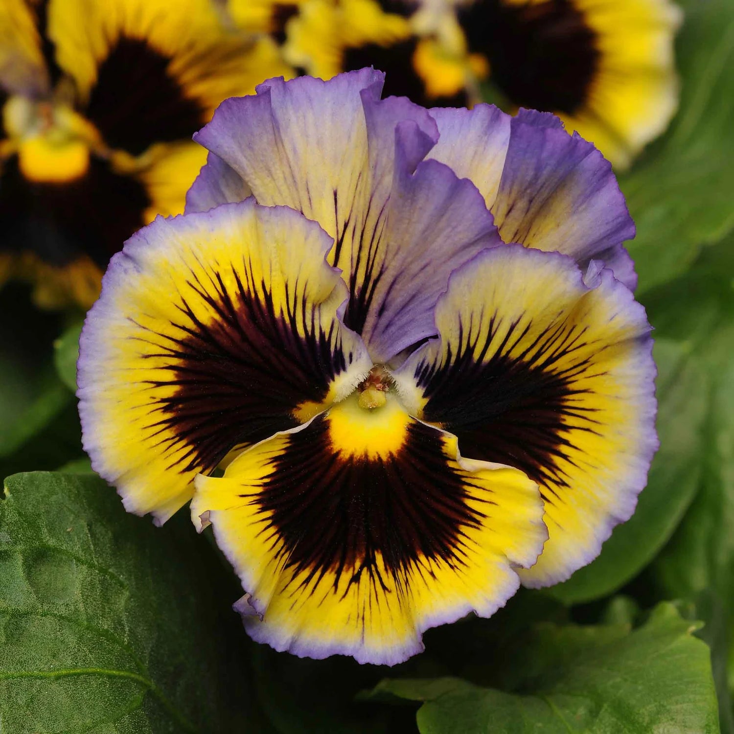 Pansy Seeds - Frizzle Sizzle Yellow-Blue Swirl