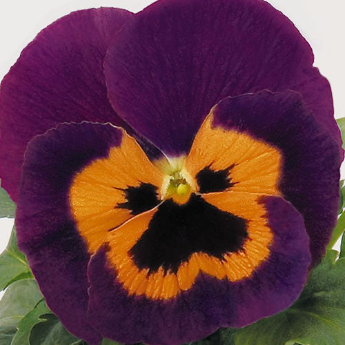 Orange Violet Pansy Flower Seeds for Planting - Non GMO seeds