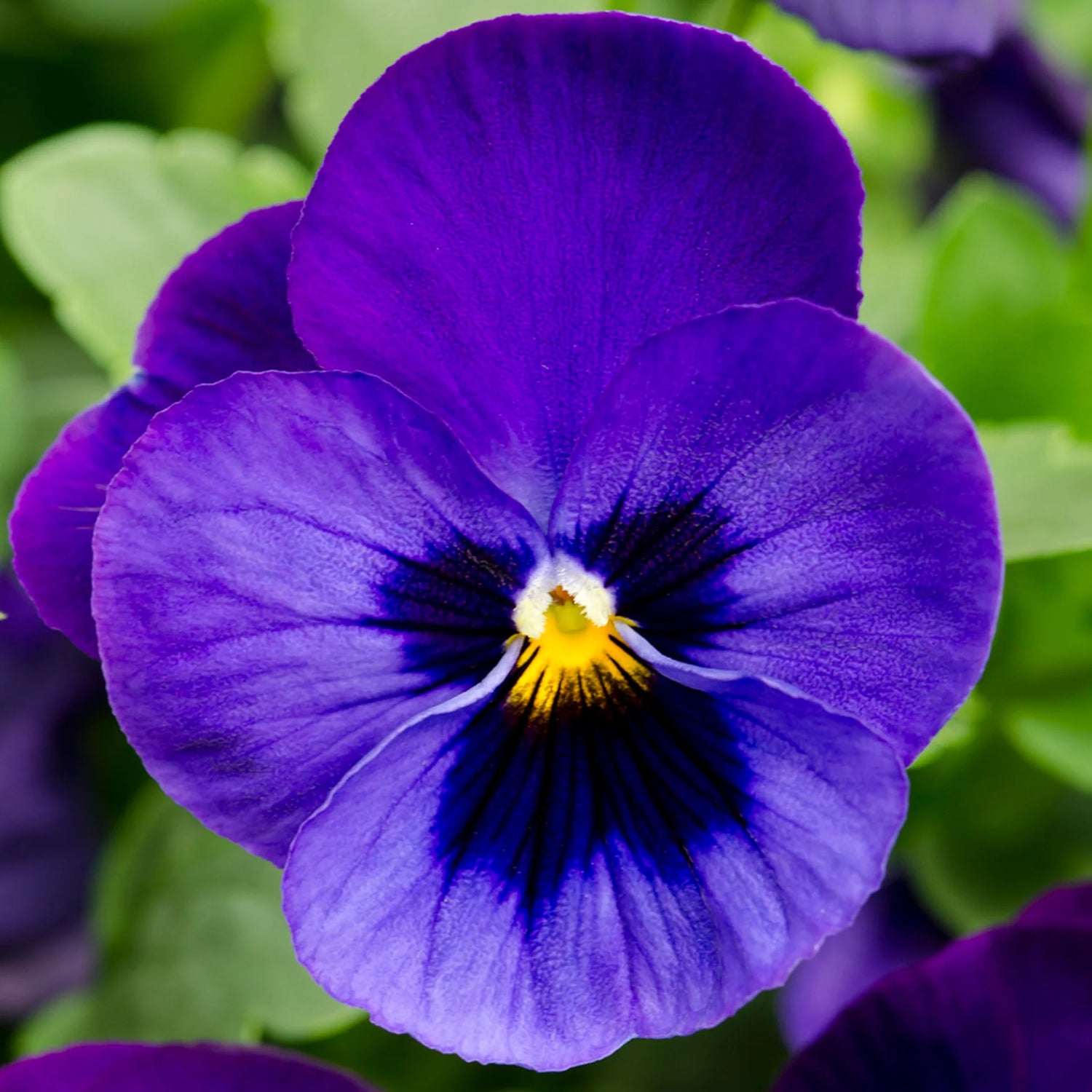 Viola Blue Rosa Flower Seeds Viola species for Cool Season Bedding and Pots
