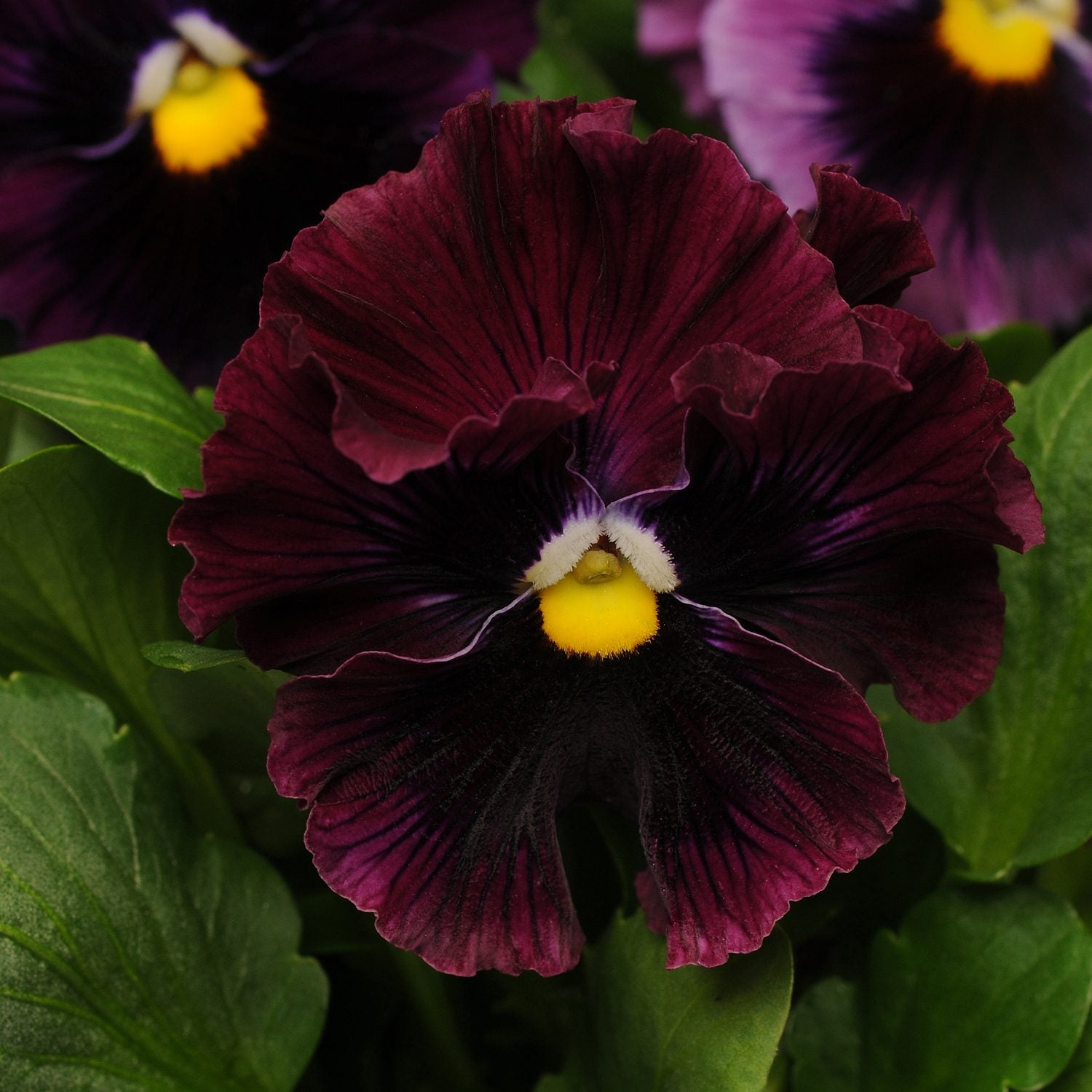 Organic Burgundy Pansy Flower Seeds for Planting – Heirloom, Non-GMO ...