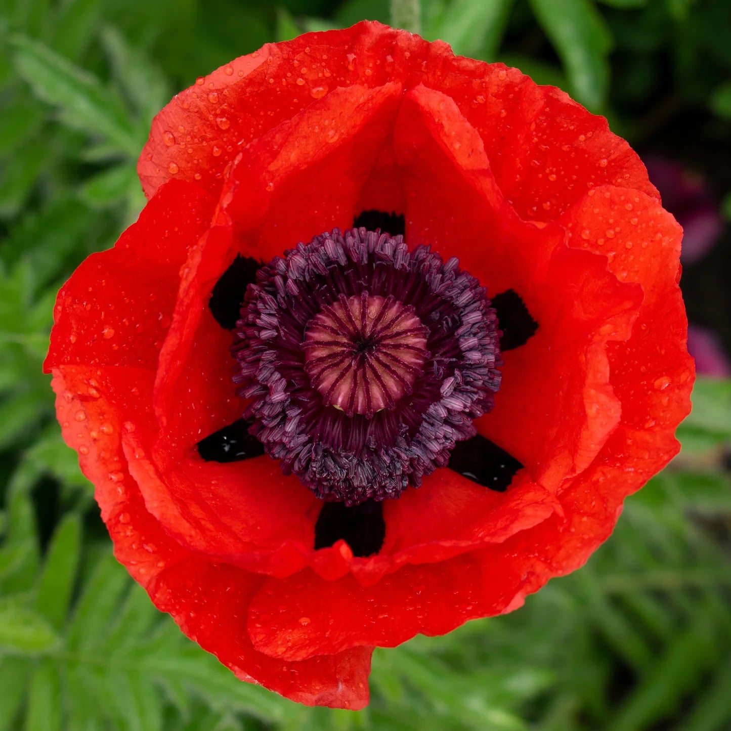 Papaver orientale Roots - Beauty of Livermere