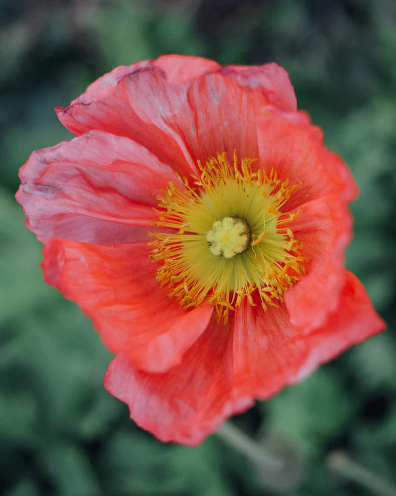 Iceland Poppy Seeds - Champagne Bubbles Pink