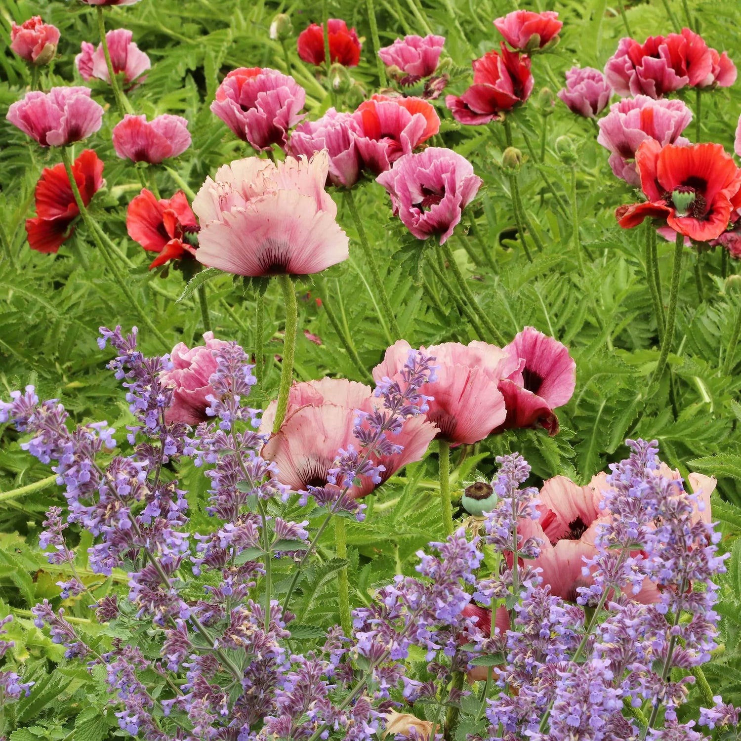 Papaver orientale Roots - Fruit Punch Mix