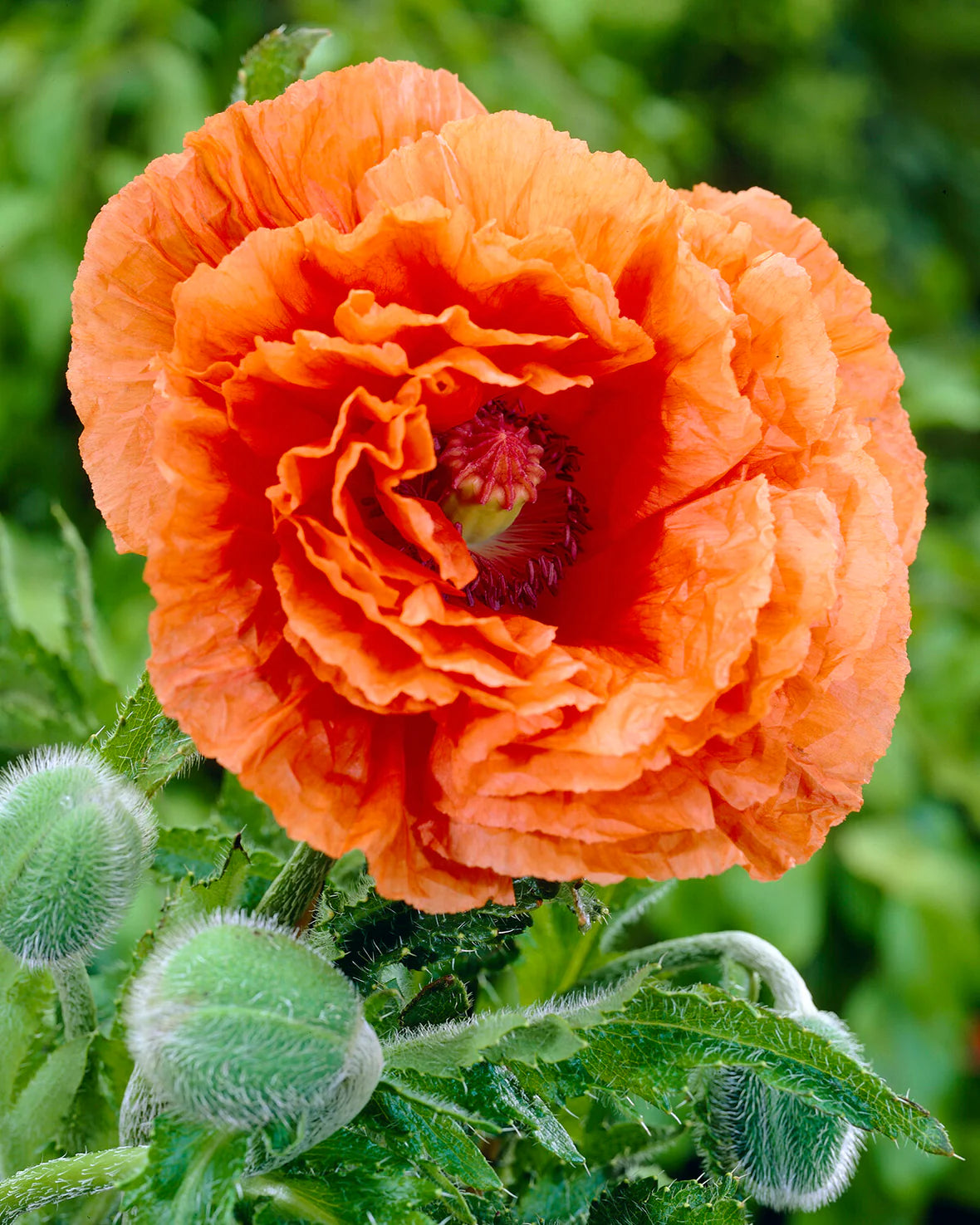 Papaver orientale Roots - Harvest Moon