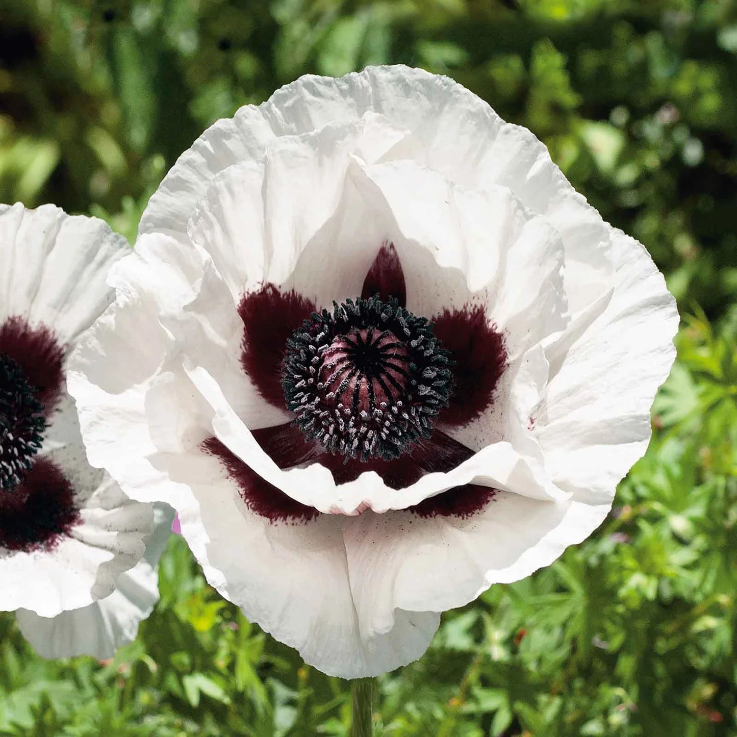 Papaver orientale Roots - Royal Wedding