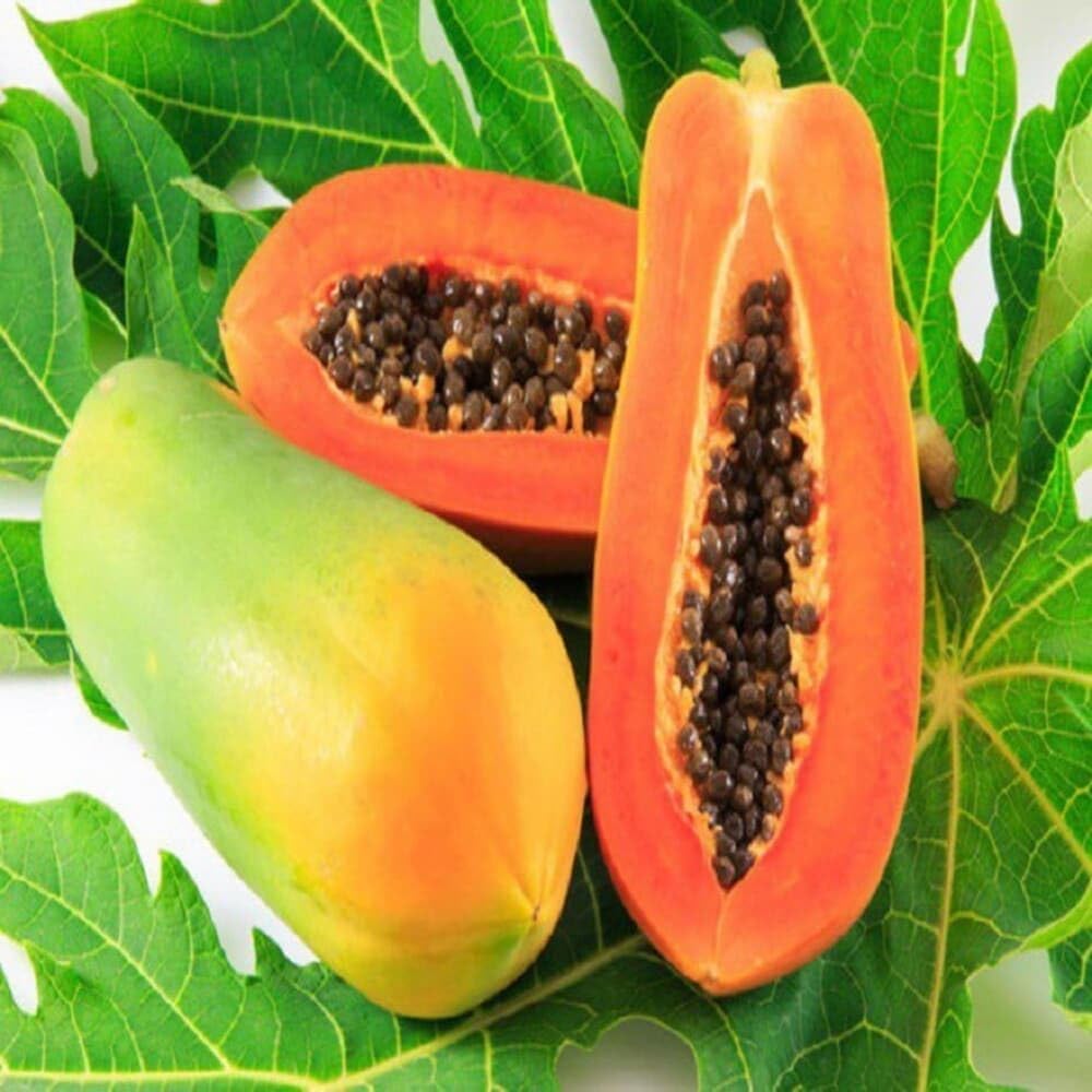 Bonsai papaya seeds growth stages in containers