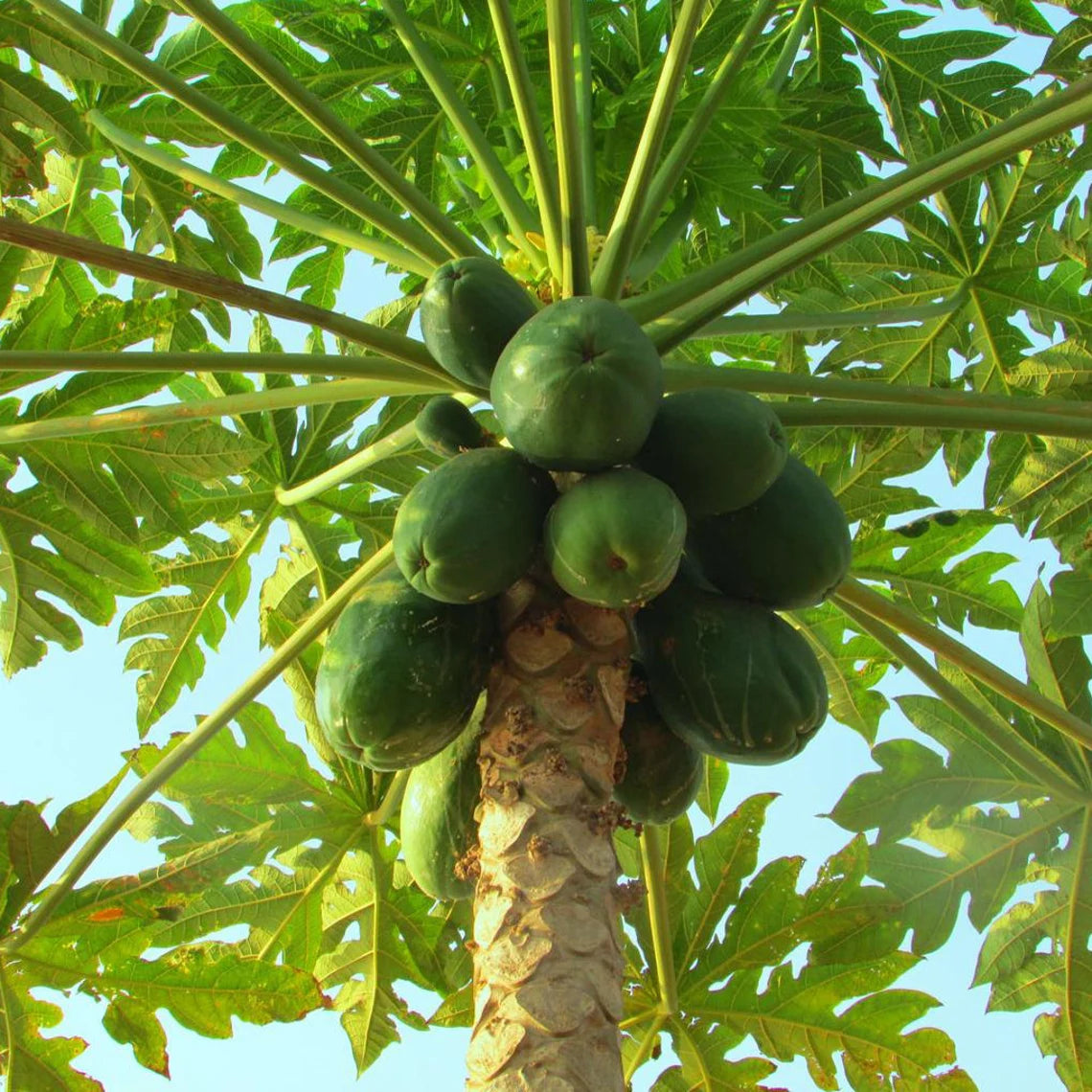Papaya bonsai seeds perfect for small space gardening and patios