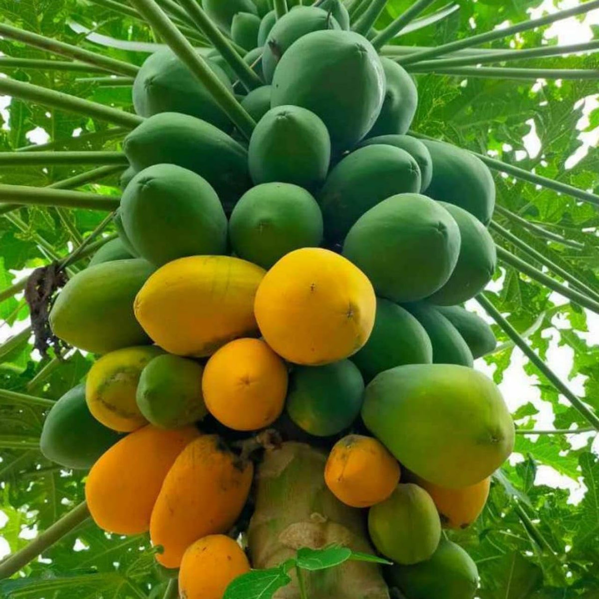 Papaya Carica Papaya bonsai seeds for planting indoor tropical variety