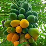 Papaya Carica Papaya bonsai seeds for planting indoor tropical variety