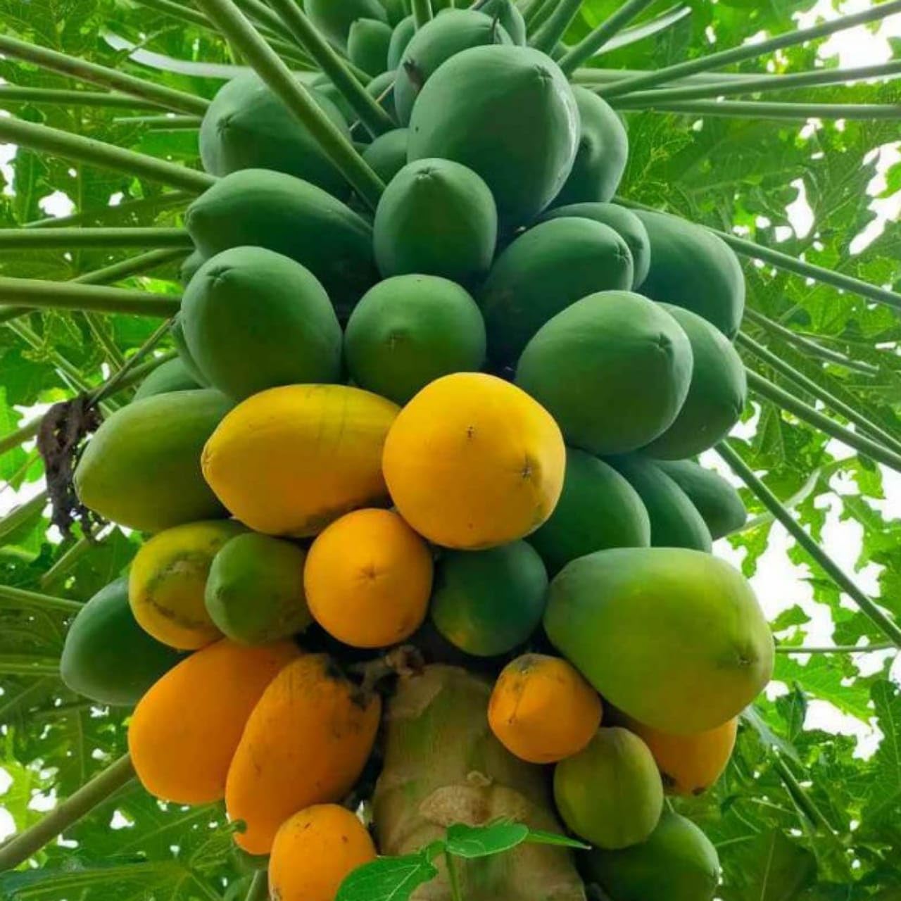 Papaya Carica Papaya bonsai seeds for planting indoor tropical variety