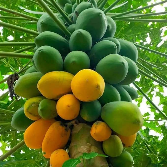 Dwarf papaya bonsai seeds for container gardening