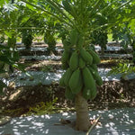 Papaya plant growing from seeds in warm climates
